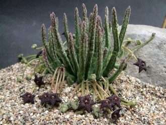 Stapelia similis - Stapelia similar