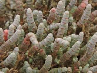 Tecticornia pergranulata (Semilla de hinojo negro)