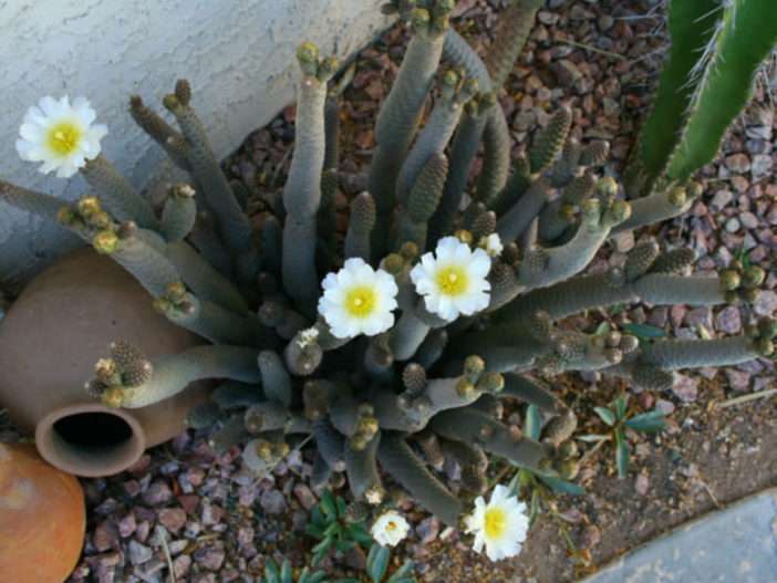 Tephrocactus articulatus - Cactus de lomo de papel
