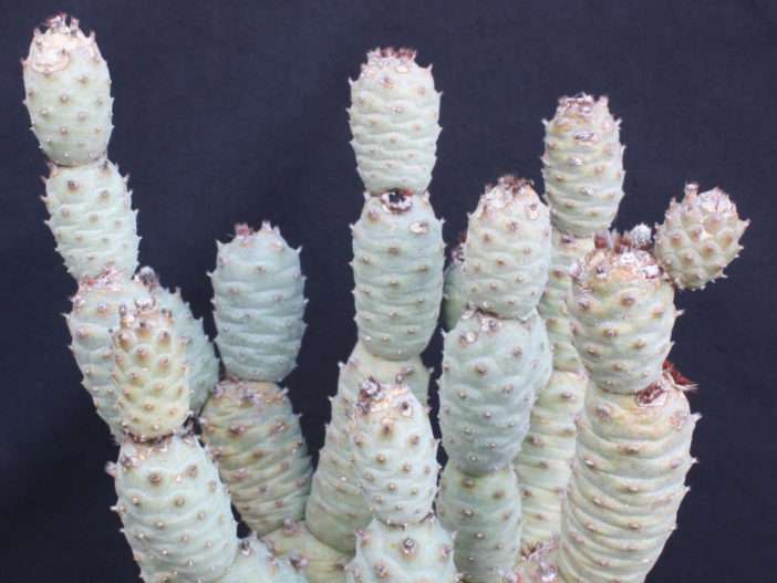 Tephrocactus articulatus var.  inermis (cactus de cono de pino)