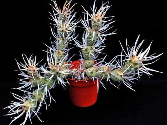 Tephrocactus articulatus var.  papiracanto (cactus de espina de papel)