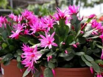 Cactus epífitos