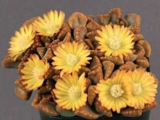 Titanopsis hugo-schlechteri - Planta joya