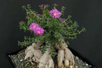 Trichodiadema bulbosum (bonsái africano)