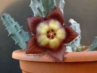 Tromotriche revoluta - Tromotriche de flores revolutas