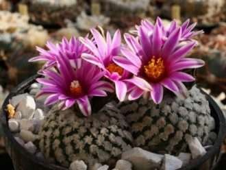 Turbinicarpus valdezianus