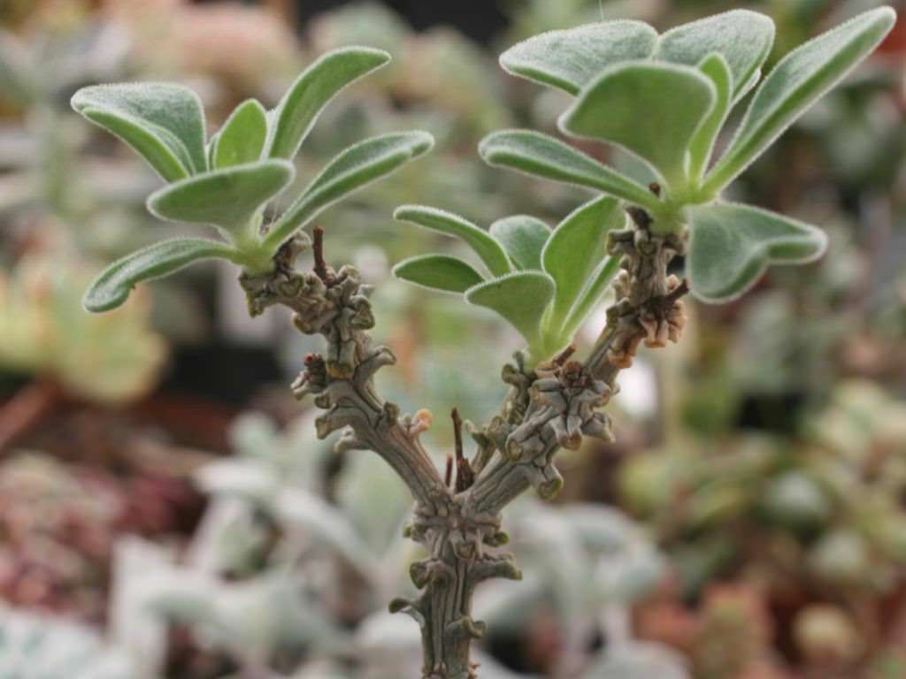 Tylecodon bayeri (matorral acanalado)