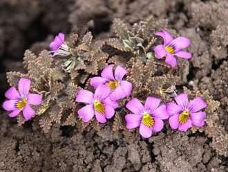 Viola chamaedrys