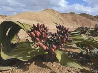 Welwitschia mirabilis - Árbol Tumbo