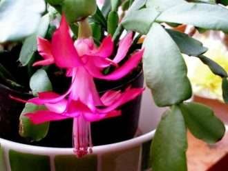 Las hojas de cactus de Navidad se vuelven rojas