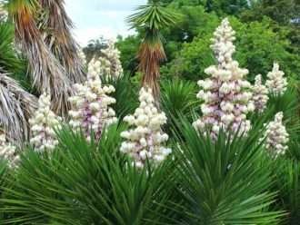 Yucca aloifolia (bayoneta española)