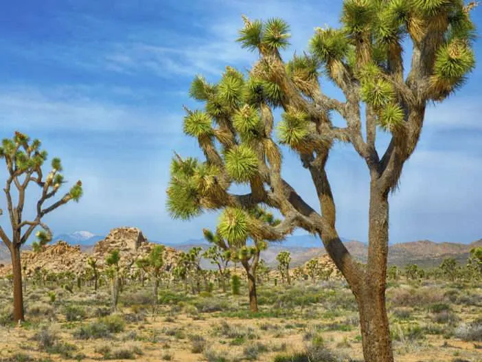 Yucca brevifolia - Árbol de Josué