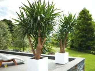 Yucca gigantea - Yuca sin espinas