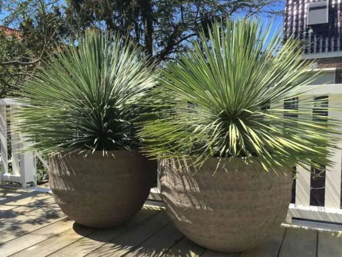 Yucca rostrata - Yuca Picuda