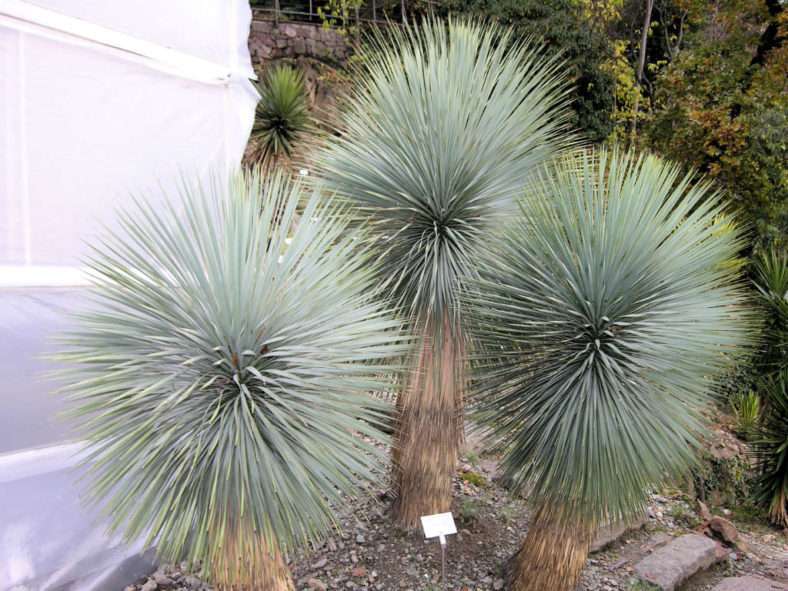 Yucca thompsoniana - Yuca de Thompson