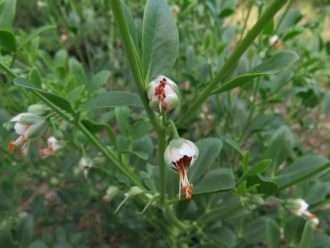 Zygophyllum fabago - alcaparra de frijol sirio