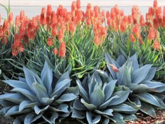 Diferencia entre aloe y agave