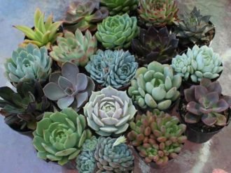 Suculentas Tiernas (Suculentas Suaves)