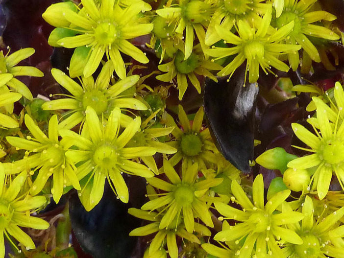 Aeonium arboreum 'Zwartkopf' - Flores