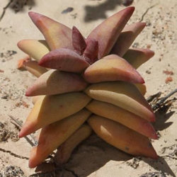 Crassula congesta subsp.  laticéfala