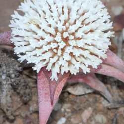 Crassula congesta subsp.  laticéfala