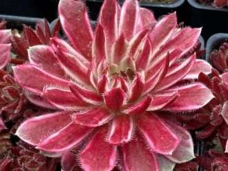 Sempervivum 'Flor de loto'
