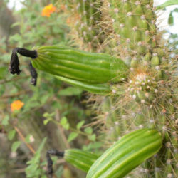 Cereus ayisyen también conocido como Cereus haitiensis