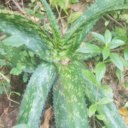 Aloe pruinosa (Áloe en polvo)