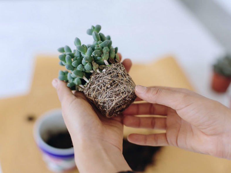 Cómo trasplantar cactus y suculentas