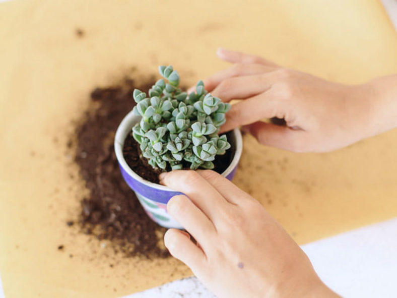 Cómo trasplantar cactus y suculentas