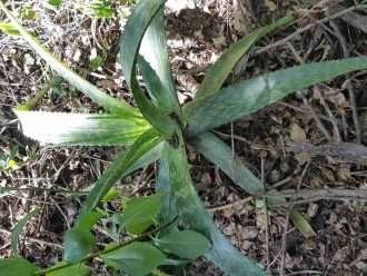 Aloe pruinosa (Áloe en polvo)