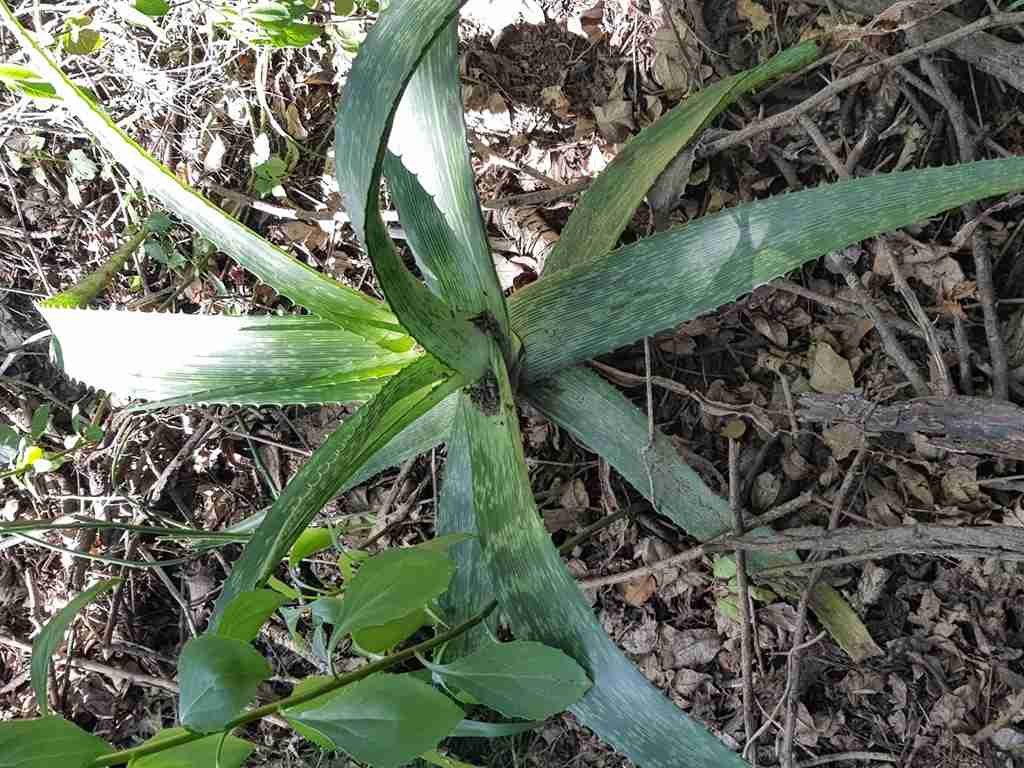 Aloe pruinosa (Áloe en polvo)