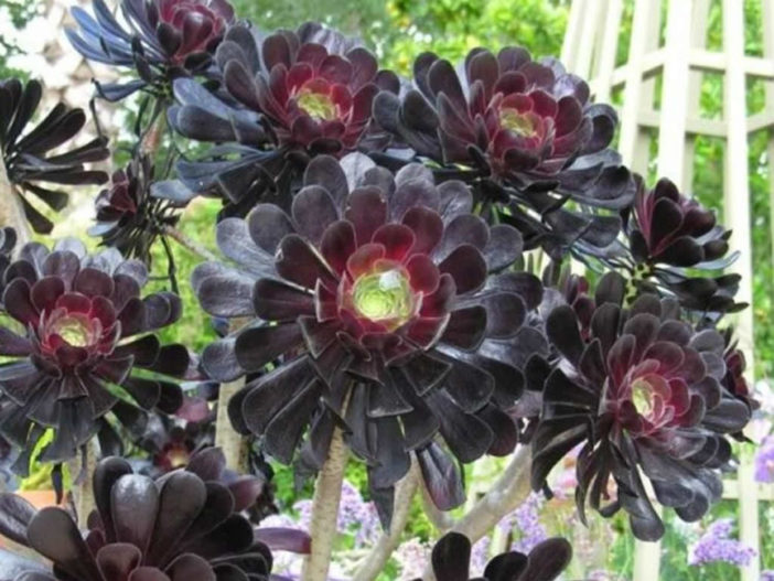 10 suculentas con estilo (Aeonium arboreum 'Zwartkop')