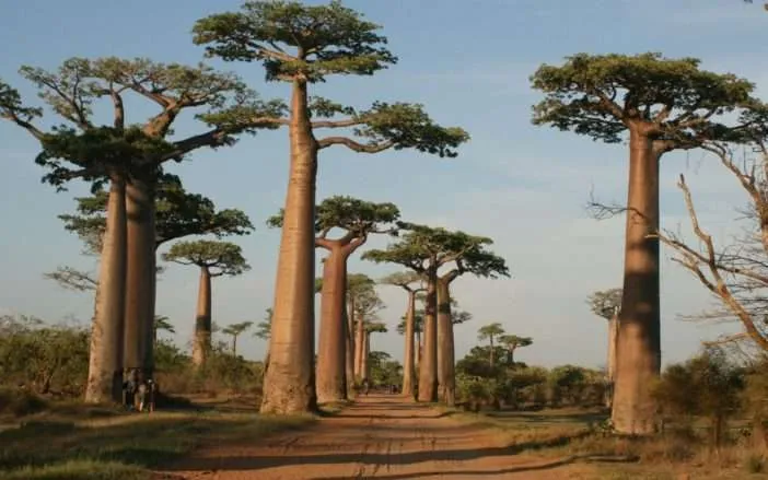 Adansonia grandidieri (Baobab de Grandidier)