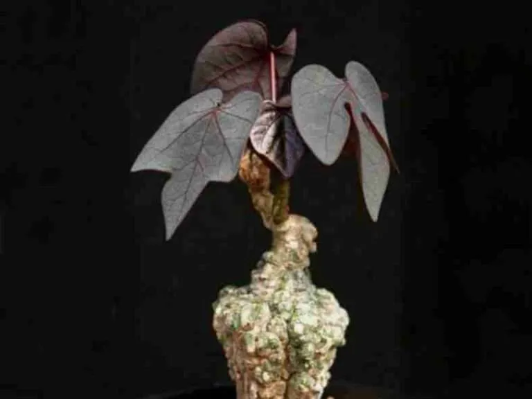 Adenia stylosa - Planta candelero