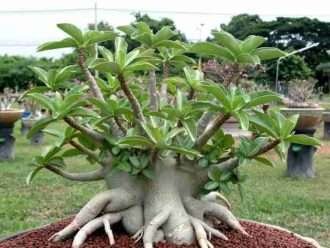 Adenium arabicum (Rosa del desierto) • Mundo de las Suculentas