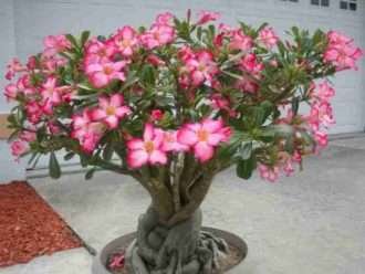 Adenium obesum (rosa del desierto)