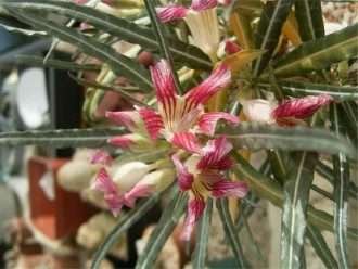 Adenium somalense var.  crispum también conocido como Adenium crispum