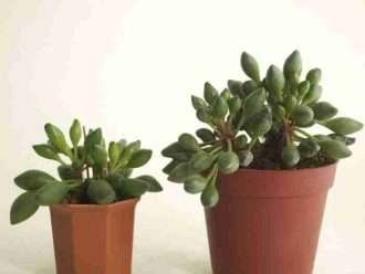 Adromischus cristatus 'Clubes Indios'