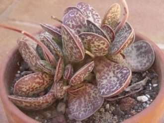 Adromischus trigynus (Corazones Calicó)