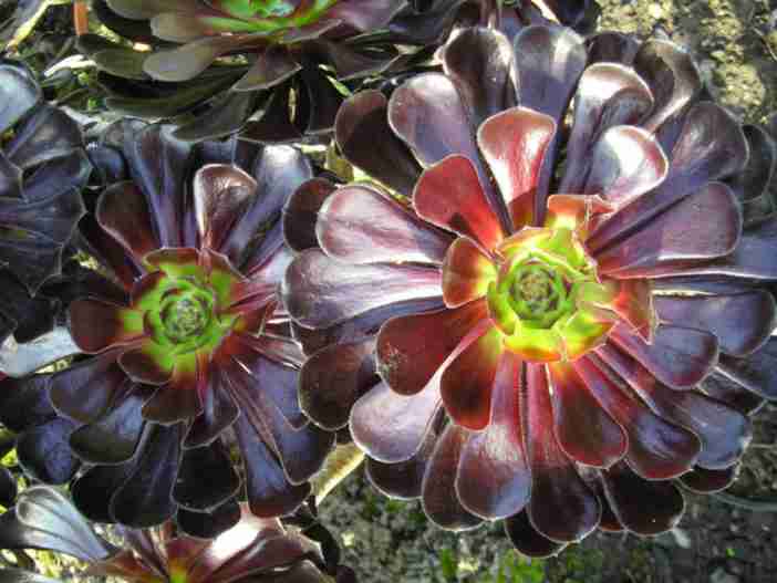 Aeonium arboreum 'Zwartkop' (Rosa Negra)