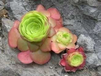 Aeonium glandulosum (Disco Houseleek)