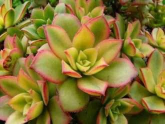 Aeonium 'Kiwi' - Kiwi Aeonium