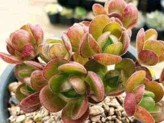 Aeonium saundersii (Cabezas marcianas Aeonium)