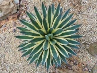 Agave 'Resplandor de nieve'