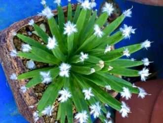 Agave albopilosa (Agave de pelo blanco)