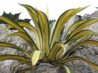 Agave americana 'Mediopicta' (planta del siglo de rayas amarillas)