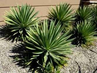 Agave angustifolia (Agave del Caribe)