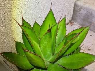 Agave bovicornuta (Agave Cuerno de Vaca)