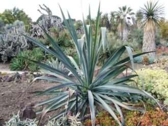 Agave cantala (Aloe de Bombay)